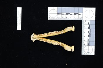 Media type: image;   Mammalogy BANGS-3791 Description: Image of skeleton specimen - dorsal view. dorsal view of mandible.;